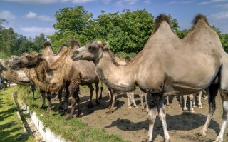 Dania - ZOO Givskud