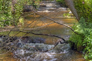 Szumy nad Tanwią